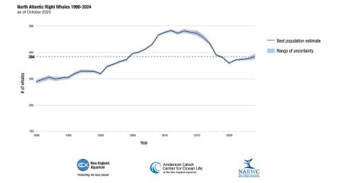 Population of right whale increases for consecutive year