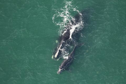 Researchers spotted North Atlantic right whale Swerve and calf approximately 5 nautical miles off the Altamaha Sound in January 2024. 