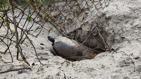 A gopher tortoise stands at the entrance to its burrow.
