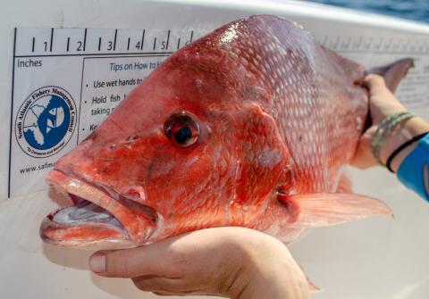 Red snapper debate floats to surface at fishery meeting