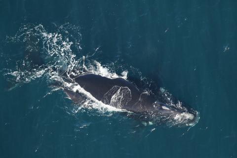 North Atlantic right whale No. 3780 swimming with her calf on Dec. 30, 2023, in waters 25 nautical miles off the mouth of the St. Marys River.