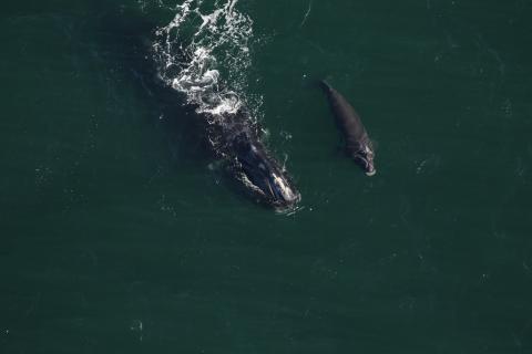 North Atlantic right whale #2503 (Boomerang) and her fifth calf swimming about 9 miles east of the St. Marys River entrance in Florida. Boomerang is the newest calf to be discovered by researchers.