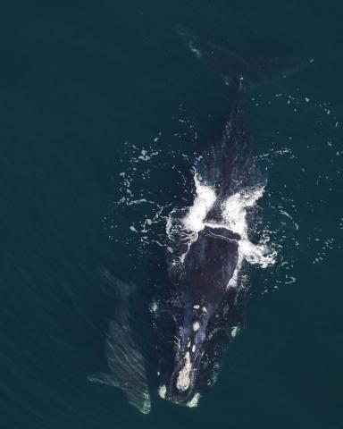Magic and her 2026 calf are spotted by the aerial research team off the coast of Amelia Island on Jan. 16.