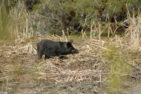 The National Park Service permits six hunts per year at Cumberland Island National Seashore, which helps manage the deer and feral hog population.