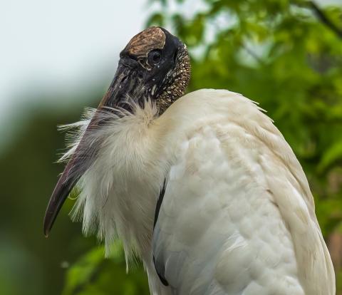 The mascot of the Camden County Audubon Society’s annual festival, the wood stork, is a common sight in coastal Georgia and hundreds of them nest right here in Camden. 