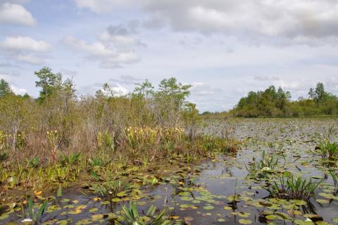 The Okefenokee Swamp earned World Heritage site status, which should bring more international attention on the refuge.