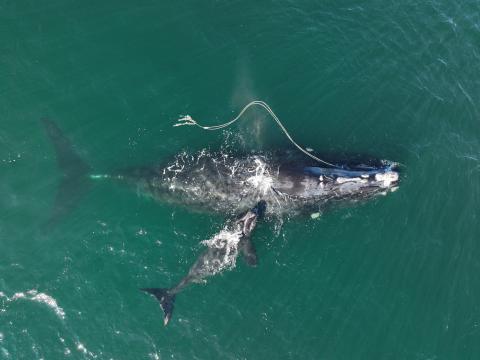 North Atlantic Right Whale No. 3560, Snow Cone, swims with her calf while entangled in heavy fishing gear off Cumberland Island, Ga., on Dec. 2.