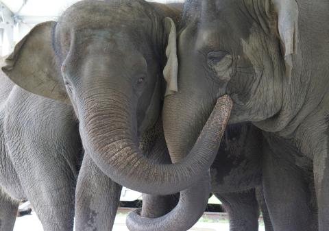 These Asian elephants, named Kelly Ann and Mable, are currently located at the Center for Elephant Conservation in Polk City, Fla. They will be relocated to the new refuge at White Oak Conservation in Yulee. Stephanie Rutan/White Oak Conservation