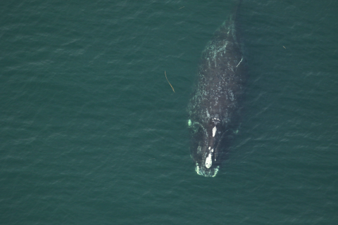 North Atlantic right whale No. 1301, known as Half Note, swims 12 nautical miles off Fernan-dina Beach on Dec. 18, 2021. Researchers saw her with a calf a month later off Sea Island, Ga. 