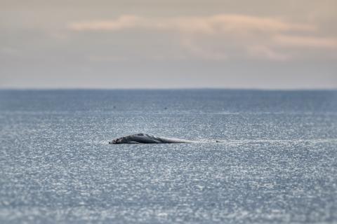 A new report indicates North Atlantic right whales could one day be extinct due to climate change. Right whales migrate south to the waters of Amelia Island, and surrounding areas, during the winter months and can sometimes be spotted in the waves just offshore.