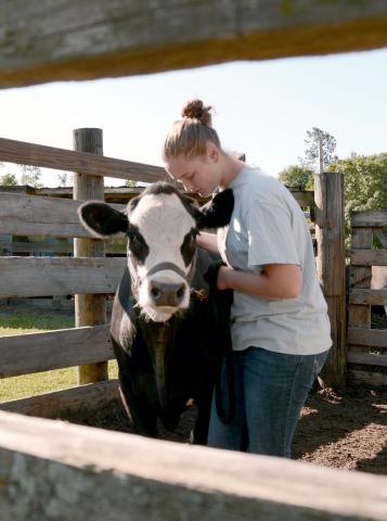 Joan Kramer is shown with Winston, a steer she had planned to show. 