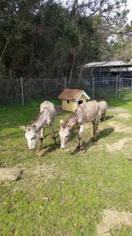 Ten large animals, plus dogs, cats and a ring-tailed lemur, were confiscated from a Dunnellon woman’s livestock trailer Jan. 26.