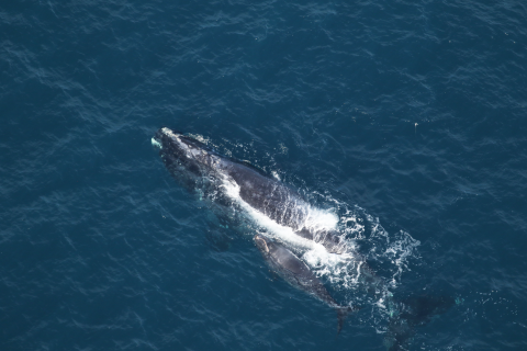North Atlantic right whale No. 3220 and her calf move through the water 32 nautical miles east of Ossabaw Island, Ga., on Jan. 6. 
