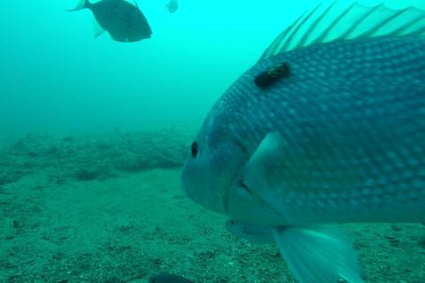 Despite pleas from saltwater fishers, the South Atlantic Fishery Management Council has not made any changes to the 2022 red snapper season.