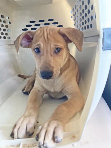 Nassau Humane Society volunteers picked up 16 stray dogs in Palm Beach on Friday. The dogs came from Puerto Rico, which has hundreds of thousands of stray animals.