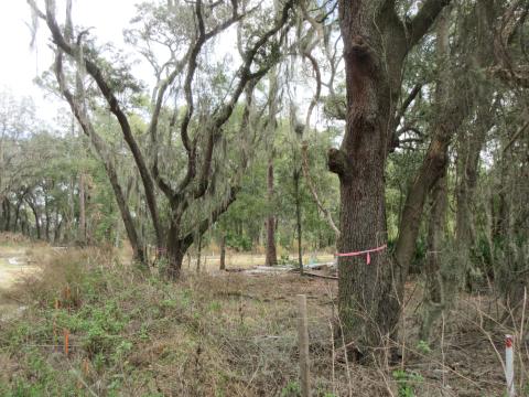 Fernandina Beach City Manager Dale Martin has told Amelia Bluff developers they can proceed with construction after paying a fine of $38,750. JULIA ROBERTS/NEWS-LEADER