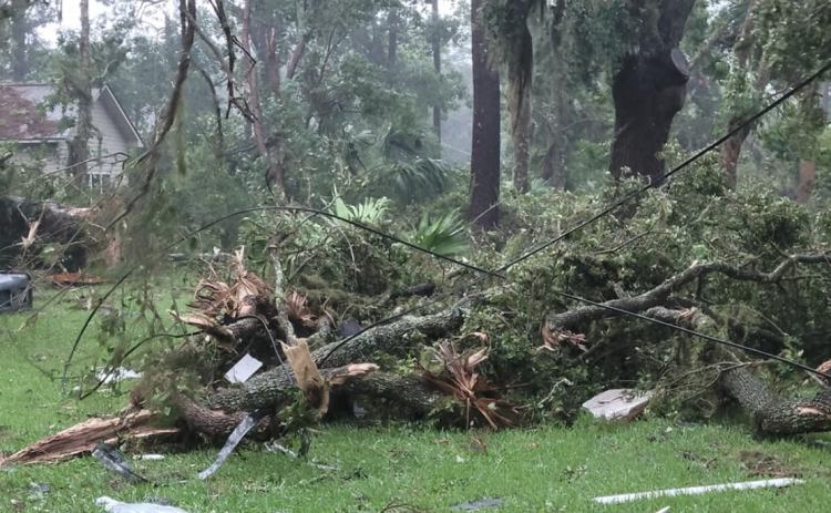 twisted trees and downed power lines