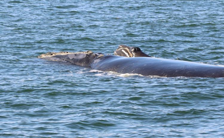 North Atlantic right whale No. 2791 and her 2-week-old calf swim south about six miles east of Amelia Island on Jan. 7, 2019. The calf was born between Dec. 23 and 28, 2018, likely off the coast of Georgia or northeastern Florida. Courtesy of the Georgia Department of Natural Resources under NOAA Research Permit 20556-01.