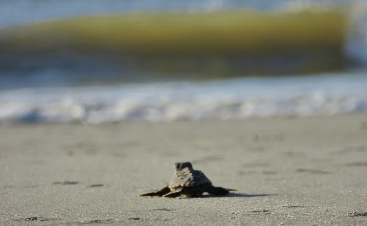 A loggerhead sea turtle hatchling on Blackbeard Island scoots toward the ocean. Photo by Becky Skiba/U.S. Fish and Wildlife Service