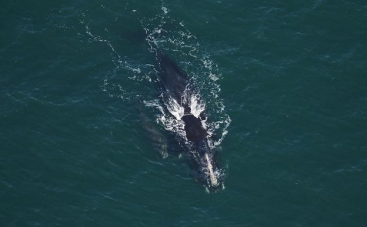 The season’s fifth mother-calf pair (27-year-old “Smoke” and her baby) make their way toward Florida.
