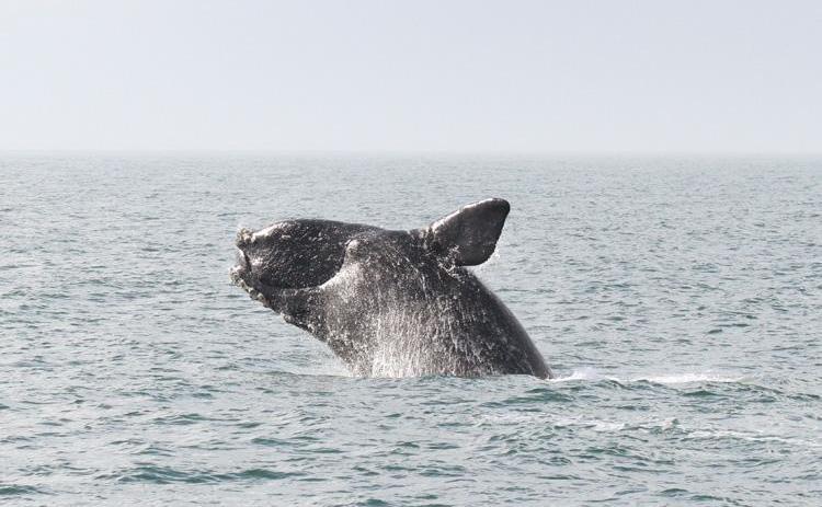 As technology advances and right whale populations decline, scientists like Catherine Edwards are focusing more and more on how to use technology to help the right whales survive.