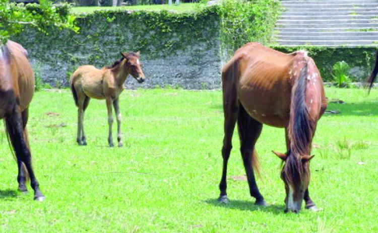 Many of the horses on Cumberland Island flock to the green grasses surrounding the Dungeness Mansion ruins.