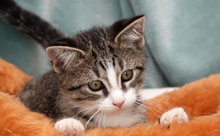 The Humane Society of Camden County opted Friday not to renew its contract with the Camden County Board of Commissioners. (Photo by Humane Society of Camden County)