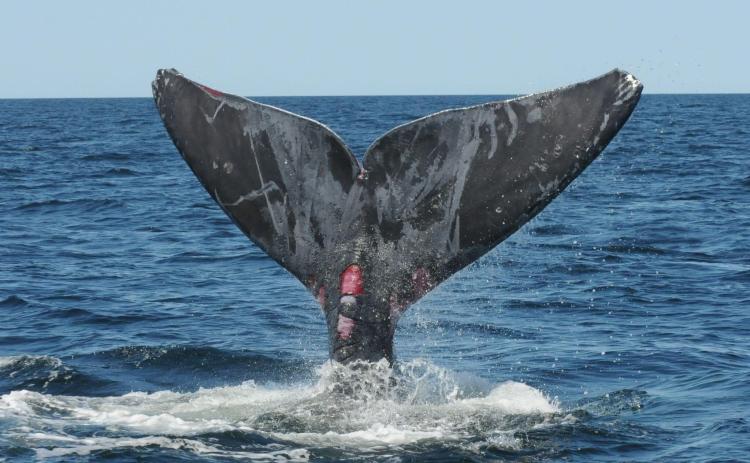 North Atlantic right whale (#4510) shows evidence of sublethal entanglement injuries along its tail fluke. (Submitted photo courtesy of NOAA)