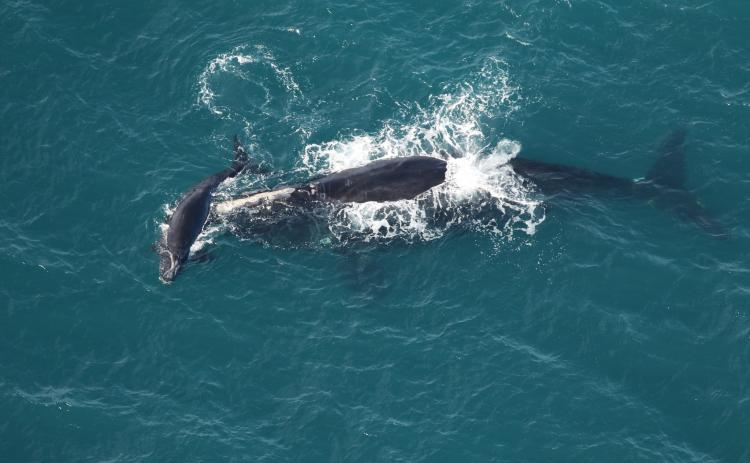 North Atlantic right whale Braces swims with her calf off Nassau Sound on Dec. 23.