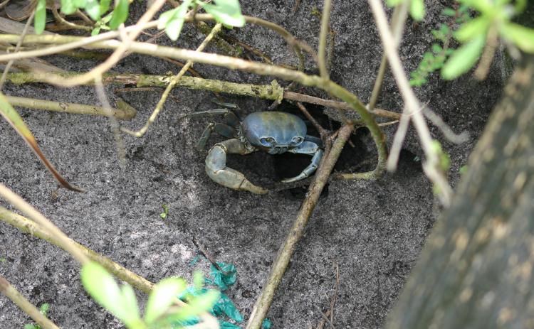 A blue land crab sits at the entrance of a burrow. (Mason Smith | Florida Fish and Wildlife Conservation Commission)