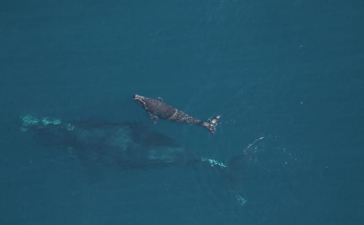 The North Atlantic right whale Juno, with her latest calf, as seen on Dec. 9 near Amelia Island. Biologists believe a ship propeller struck the calf in the following days before anglers spotted it Jan. 6.