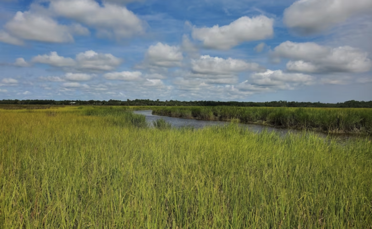 Thousands of acres of Georgia marshland could transfer to private hands under legislation considered by the state Legislature.