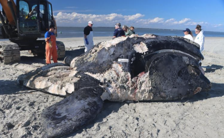The carcass of the calf of Pilgrim, right whale No. 4340, undergoing a necropsy on Tybee Island. Biologists discovered evidence of blunt-force trauma and skull fractures indicative of a vessel strike.
