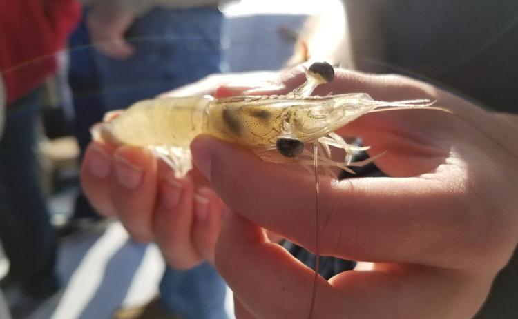 A UGA Marine Extension and UGA Sea Grant staff member holds a shrimp as they discuss issues with the Georgia shrimp fishery.