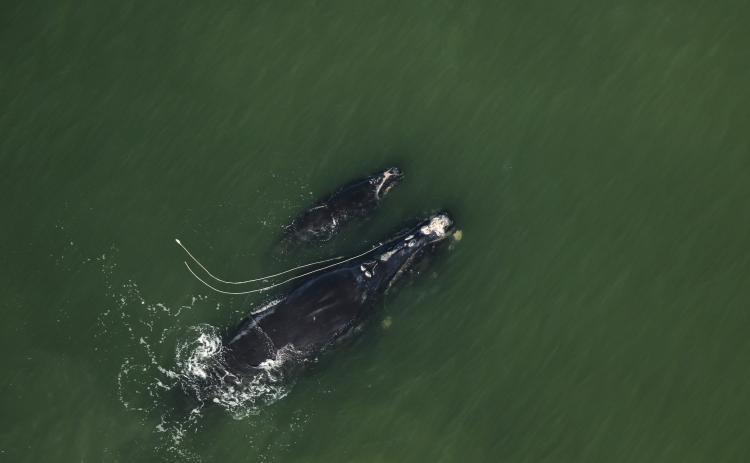 The North Atlantic right whale Snow Cone is entangled in rope as she swims next to her calf in December 2021 off Ponte Vedra Beach, Fla.