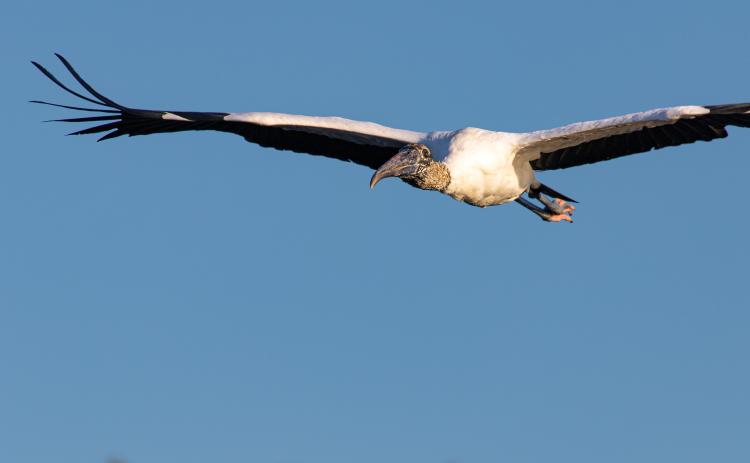 A wood stork in flight.