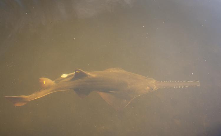 A smalltooth sawfish swims in a Florida river estuary.