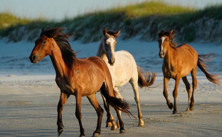 A federal judge recently dismissed a lawsuit on behalf of Cumberland Island horses. (Jay Smith | Special to the Tribune & Georgian)