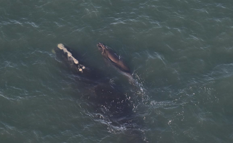 The third North Atlantic right whale calf born of the 2024-2025 season swims off the coast of Virginia next to its mother, whale No. 4540.