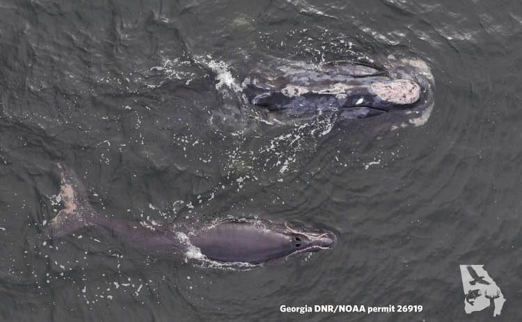 North Atlantic right whale Minus One, No. 2430 in the North Atlantic Right Whale Catalog, is seen with her calf Monday off the coast of Amelia Island in Florida.
