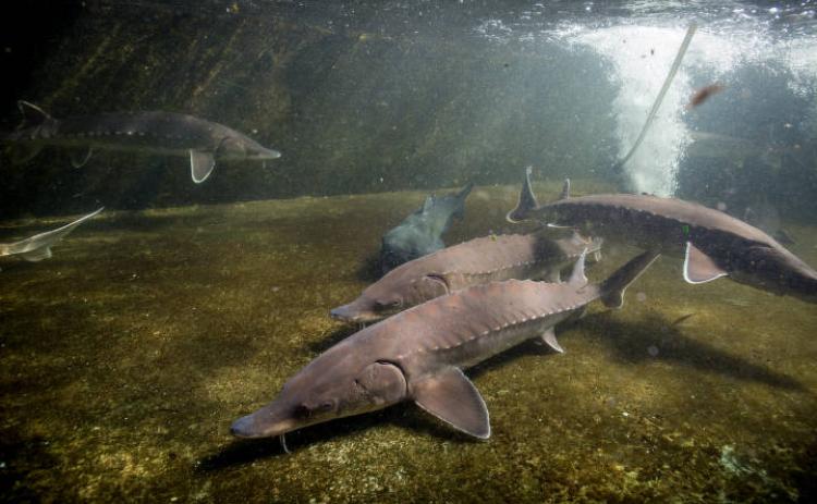 All sturgeon species, including the Atlantic sturgeon pictured, have prominent bony, diamond-shaped scales, called scutes, along the length of their body. Scutes help protect the sturgeon from predators.