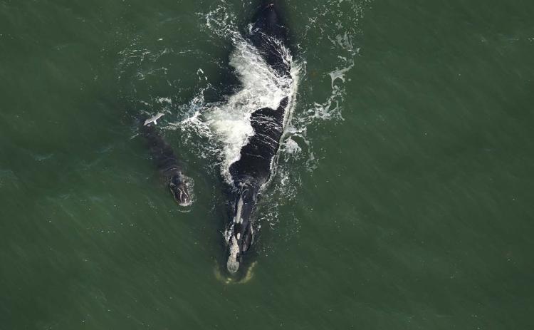 North Atlantic right whale Blackheart and her calf swim 1.5 nautical miles off the coast of South Ponte Vedra, Fla.