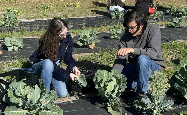 Camden County High School Future Farmers of America students Kaitlyn Cooler, left, and Reid Pelowski harvest collard greens as part of the school’s program providing vegetables to the Camden County School Nutrition Program.