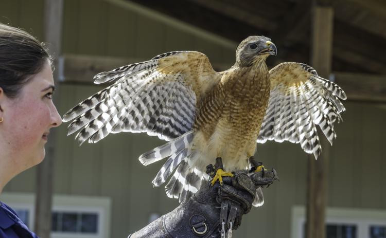 Student bird handlers from Georgia Southern University will visit the Woodstork birding festival again this year to present their birds of prey program, featuring live hawks, owls and more. Presented by Camden County Audubon Society on April 11-12 at Crooked River State Park, the festival will feature an array of bird-related activities and programs for all ages. 