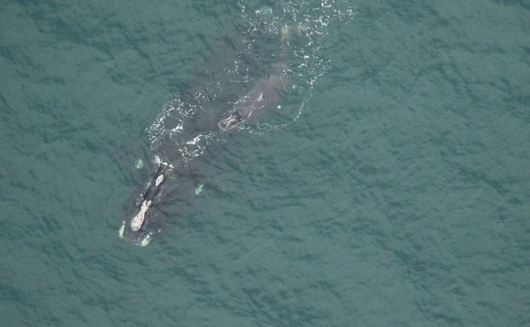 Right whale Legato (Catalog No. 1802) swims with her calf around 22 nautical miles off Jekyll Island in January 2024.