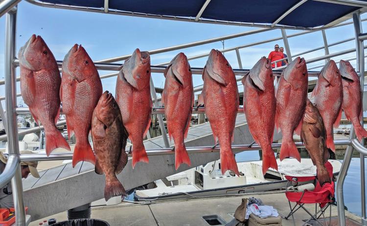 Red snapper and red grouper caught during a 2019 charter fishing voyage near St. Augustine, Fla.