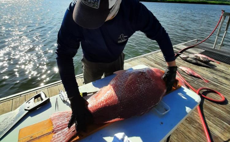 A Georgia Coastal Resources Division biologist prepares a red snapper for a tissue sample. Georgia Department of Natural Resources