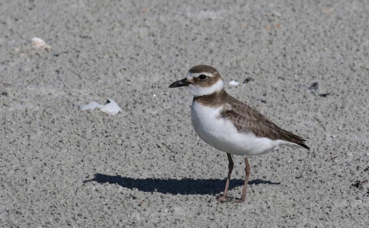 Tim Keyser | Georgia Department of Natural Resources A Wilson’s plover navigates a nearby beach. The Georgia Department of Natural Resources is seeking special protections for shorebirds and seabirds.