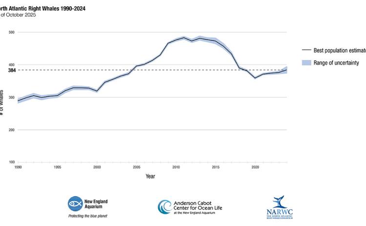 Population of right whale increases for consecutive year