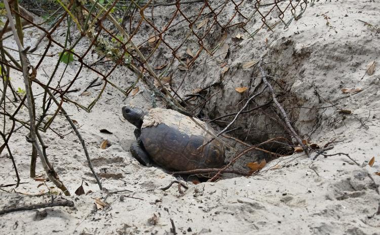A gopher tortoise stands at the entrance to its burrow.